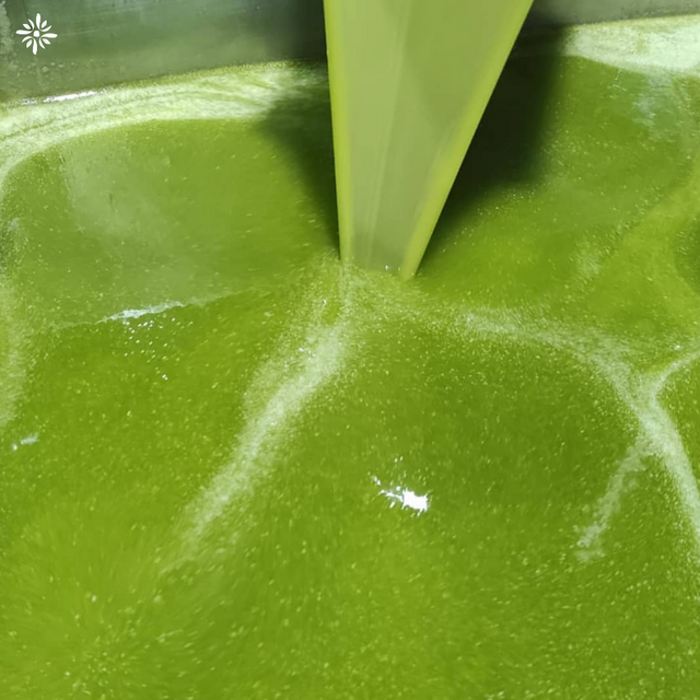 【青仔 Early Harvest Olizumo】頂級早摘 冷壓特級初榨橄欖油 橄欖多酚含量高 - 500ml