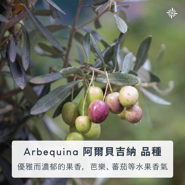 🔥新鮮到港!【混血兒Olimed】冷壓特級初榨橄欖油 芭樂、番茄水果香氣 - 1000ml